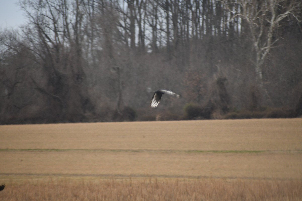Ворона берегова - ML647569101