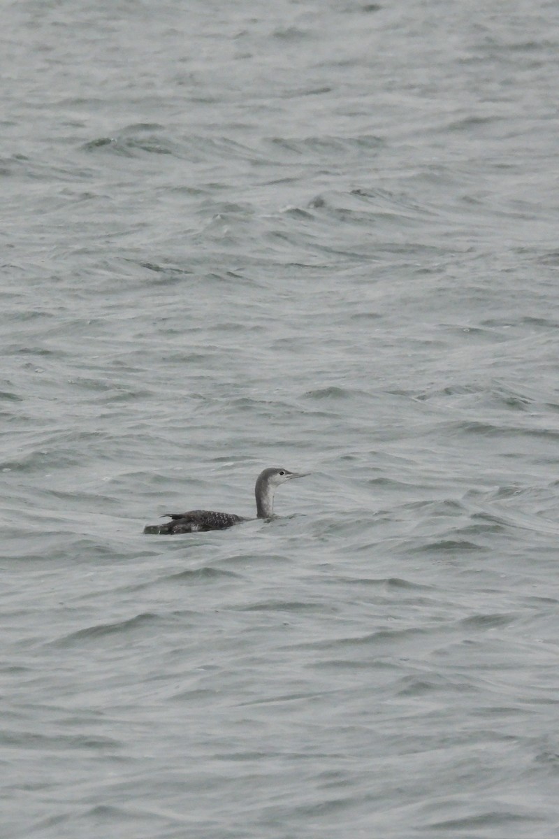 紅喉潛鳥 - ML647569106