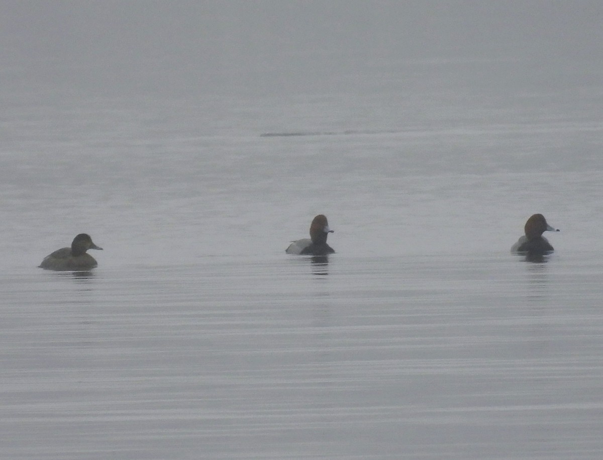 Porrón Americano - ML647569158