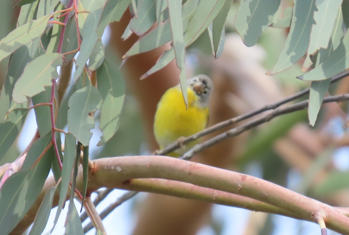 Nashville Warbler - ML647569164