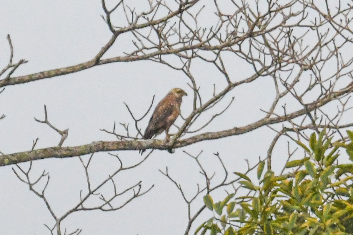 Busardo Sabanero - ML647569172