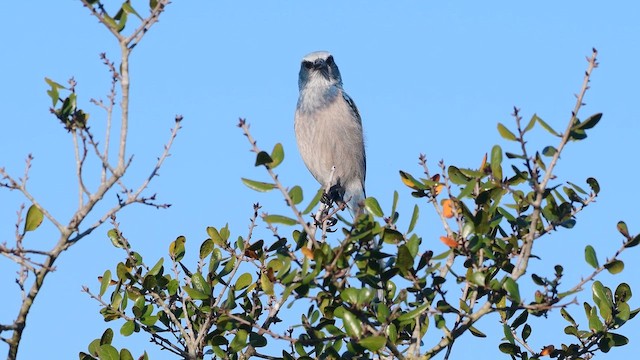 Florida Scrub-Jay - ML647569178