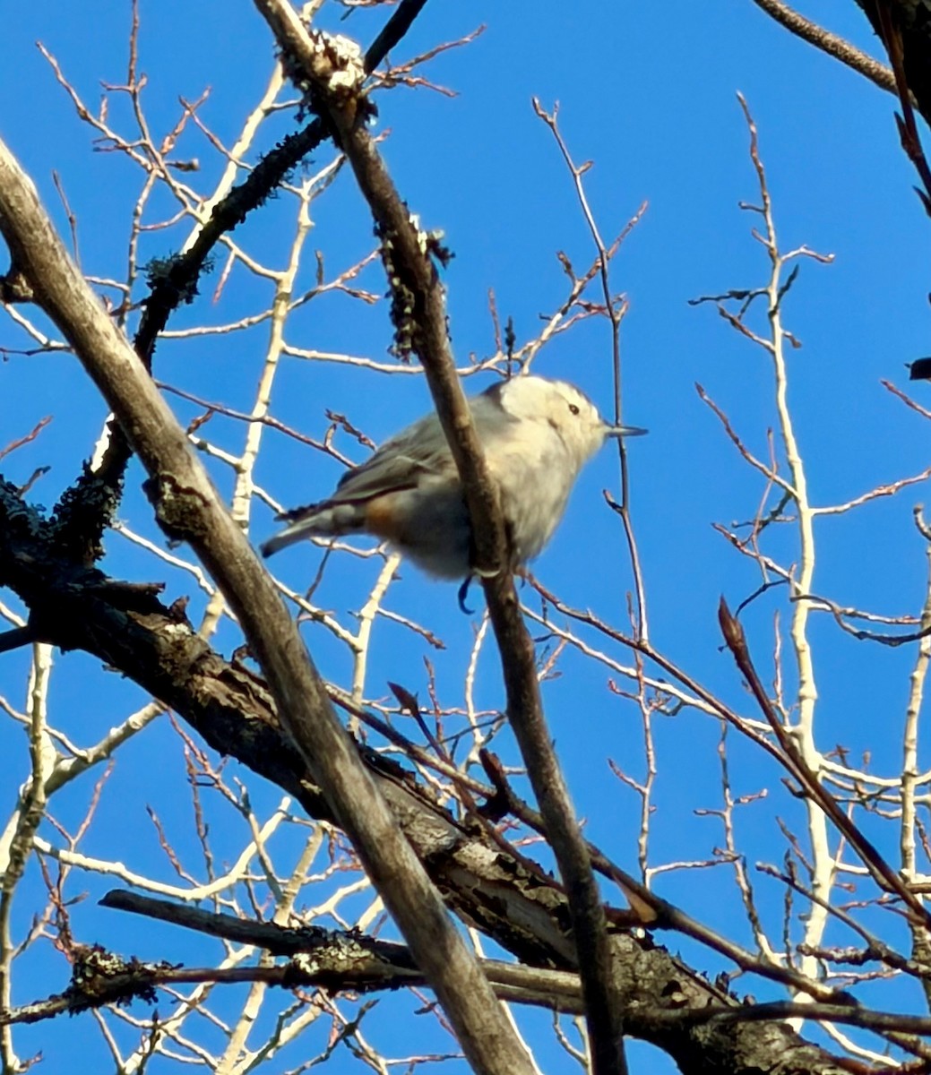 Sittelle à poitrine blanche - ML647569184
