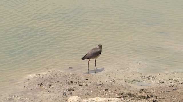 Southern Lapwing - ML647569185