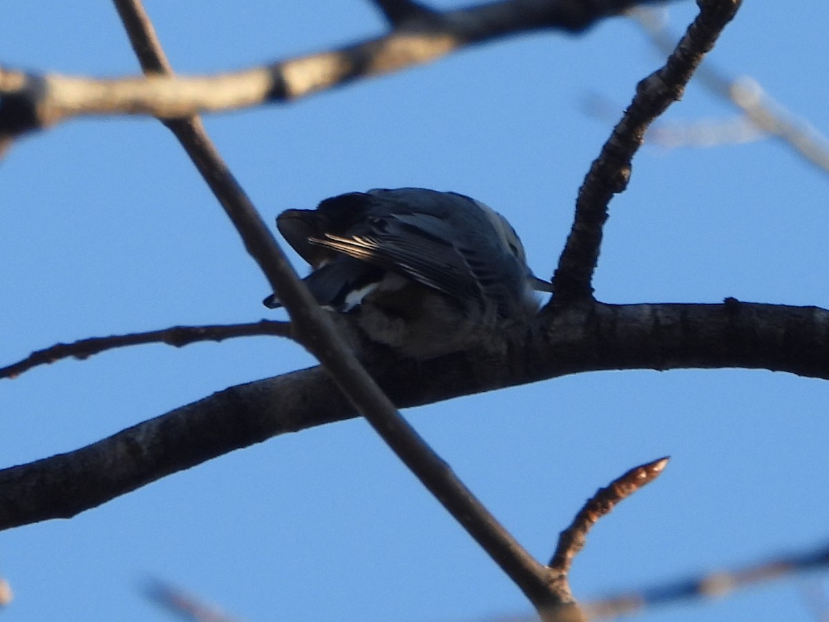Sittelle à poitrine blanche - ML647569189