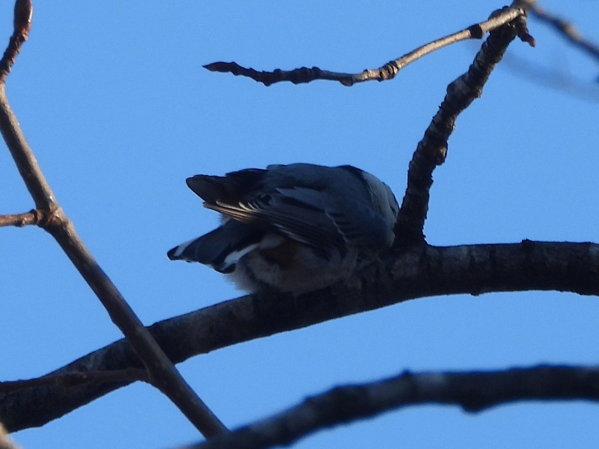 Sittelle à poitrine blanche - ML647569190