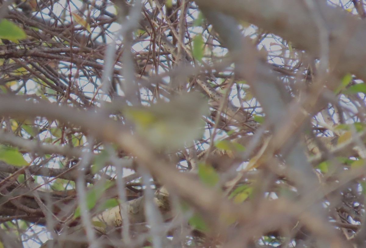 Palm Warbler - ML647569207