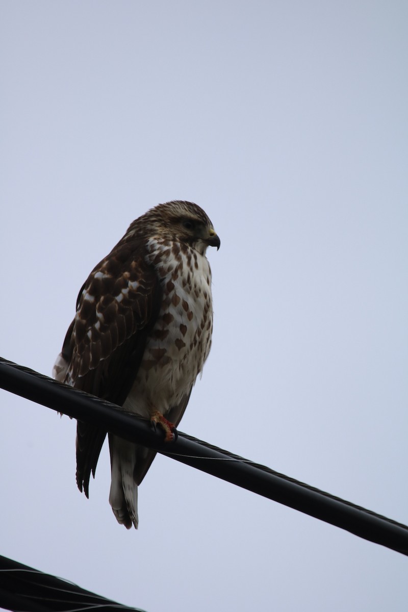 Busardo Aliancho - ML647569285