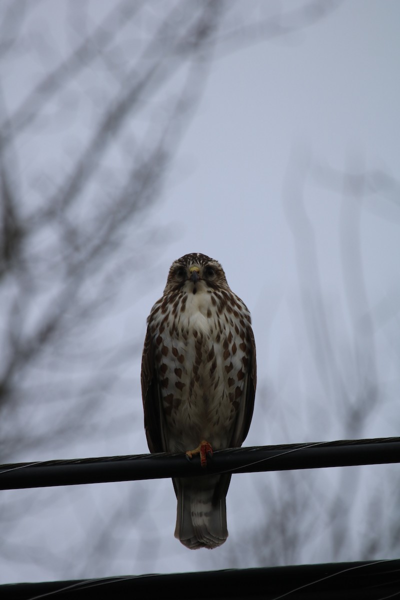 Busardo Aliancho - ML647569286