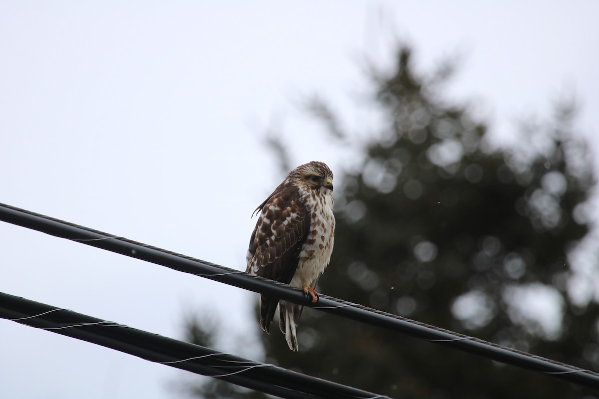 Busardo Aliancho - ML647569287