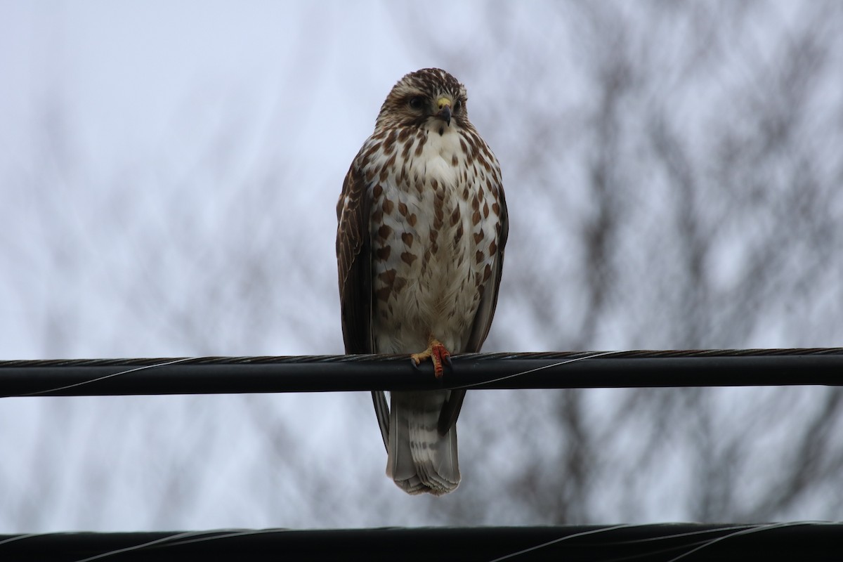 Busardo Aliancho - ML647569288