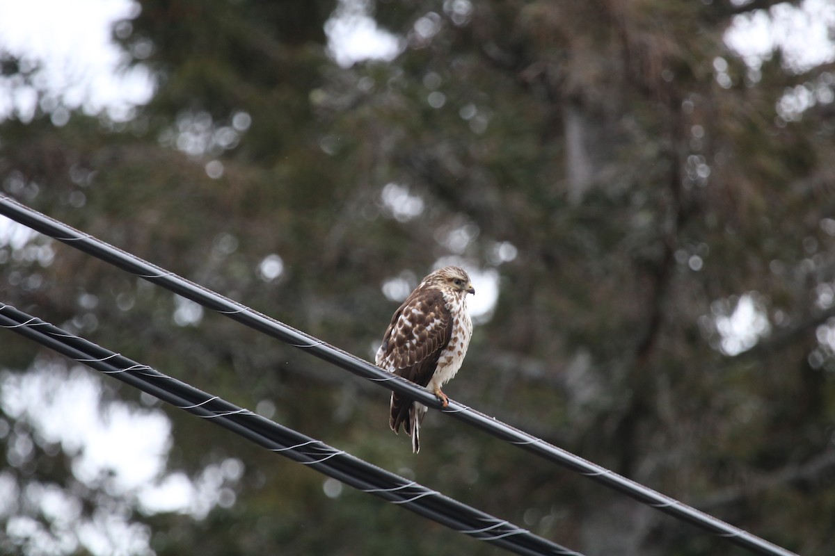 Busardo Aliancho - ML647569289