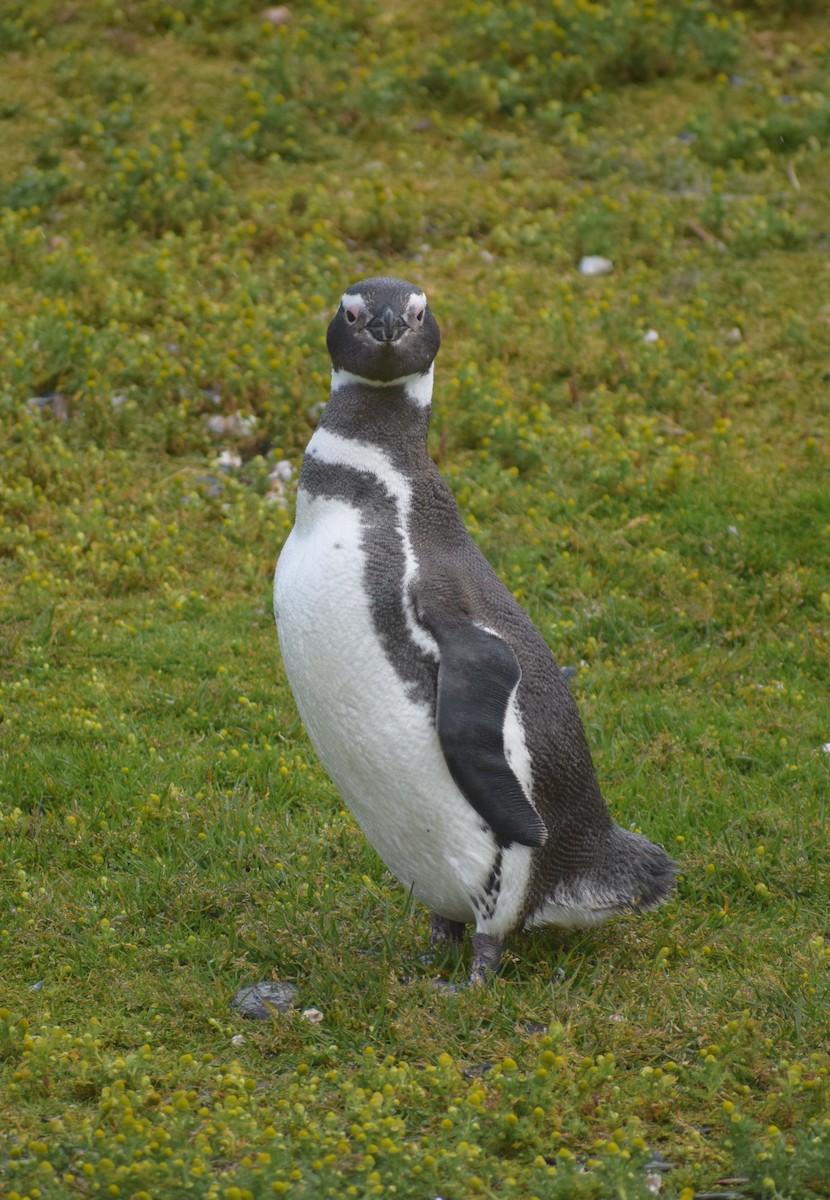 Magellanpinguin - ML647569290