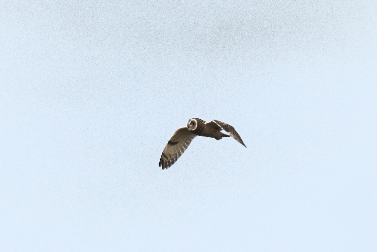 Gufo di palude - ML647569308