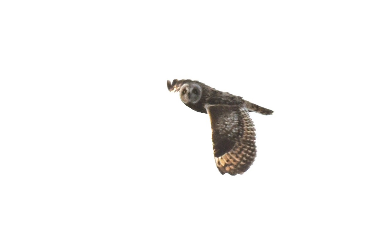 Gufo di palude - ML647569309