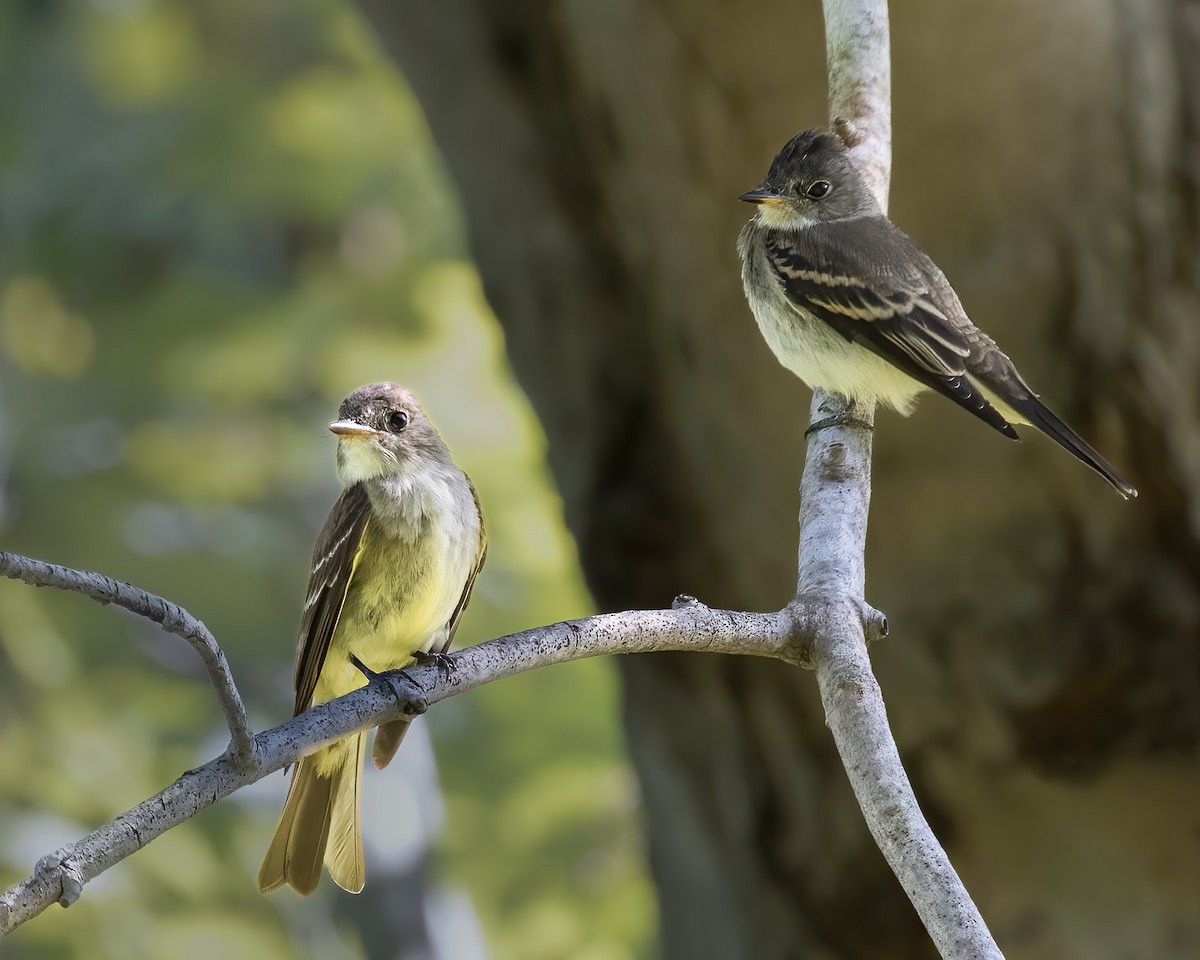 Eastern Wood-Pewee - ML647569320