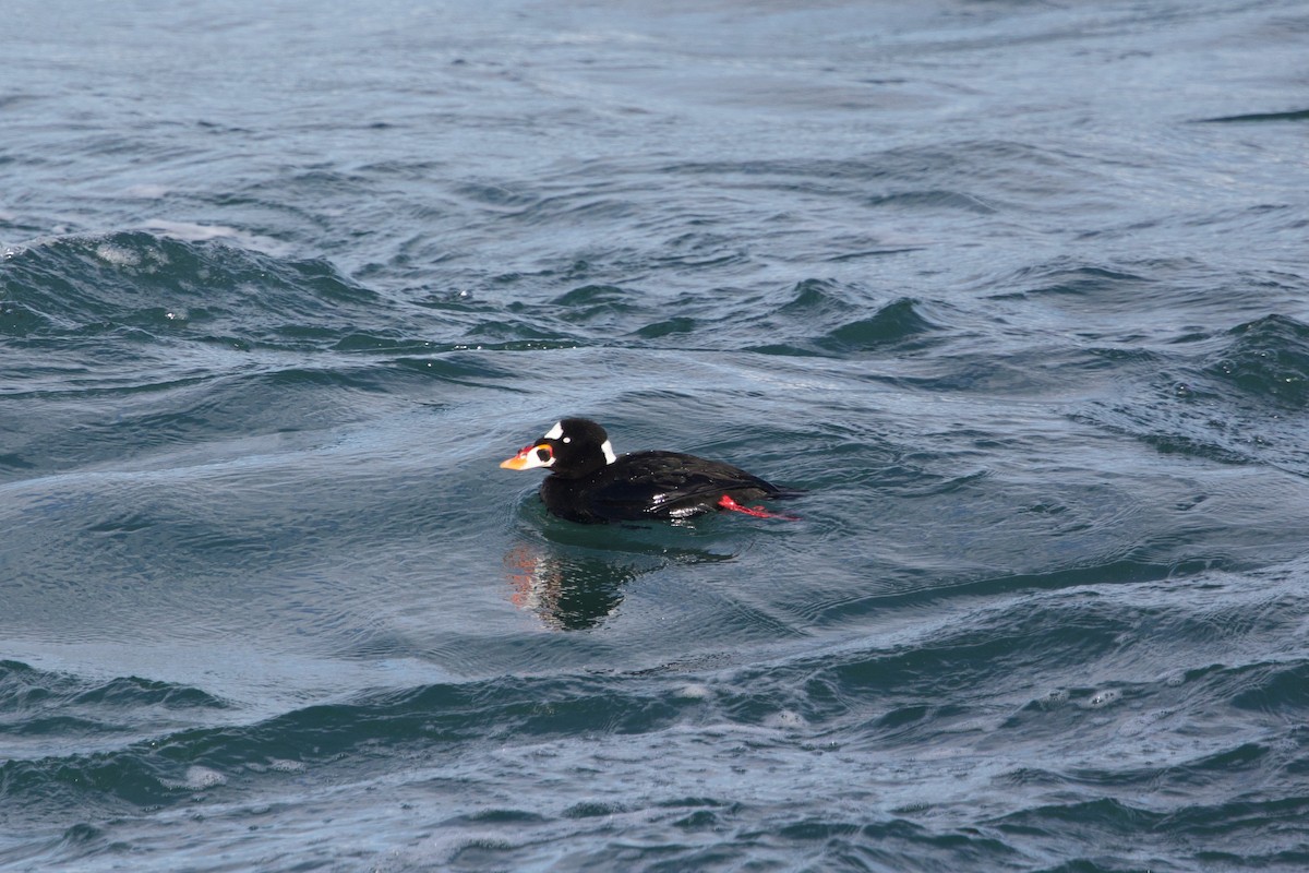 Macreuse à front blanc - ML647569330