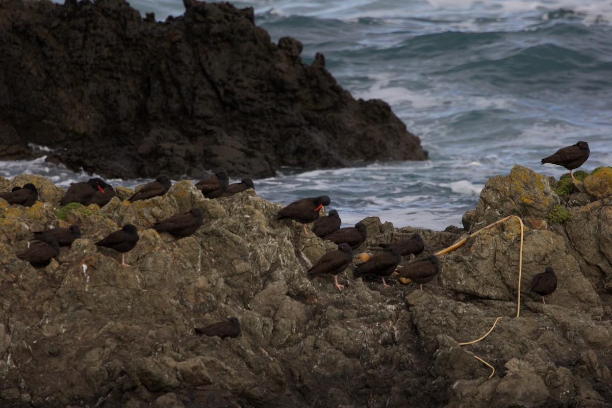 Huîtrier de Bachman - ML647569342