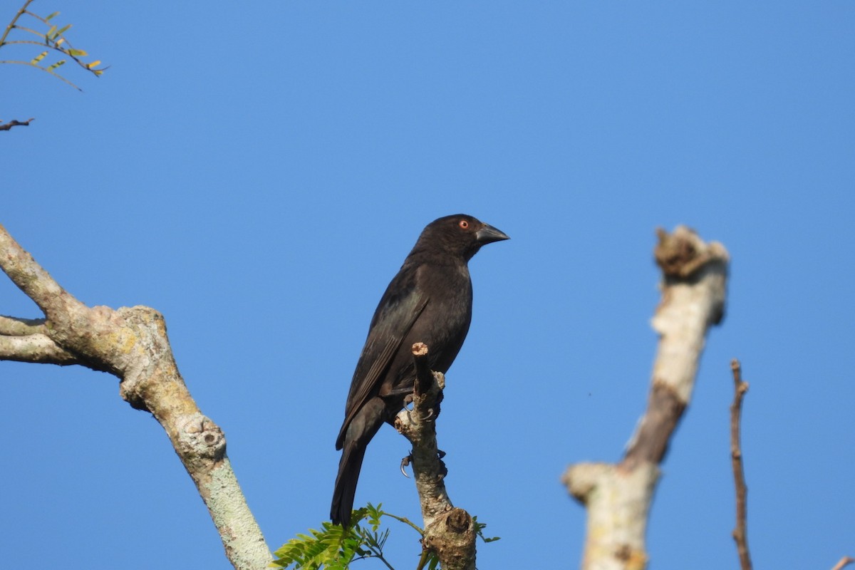 Bronzed Cowbird - ML647569347