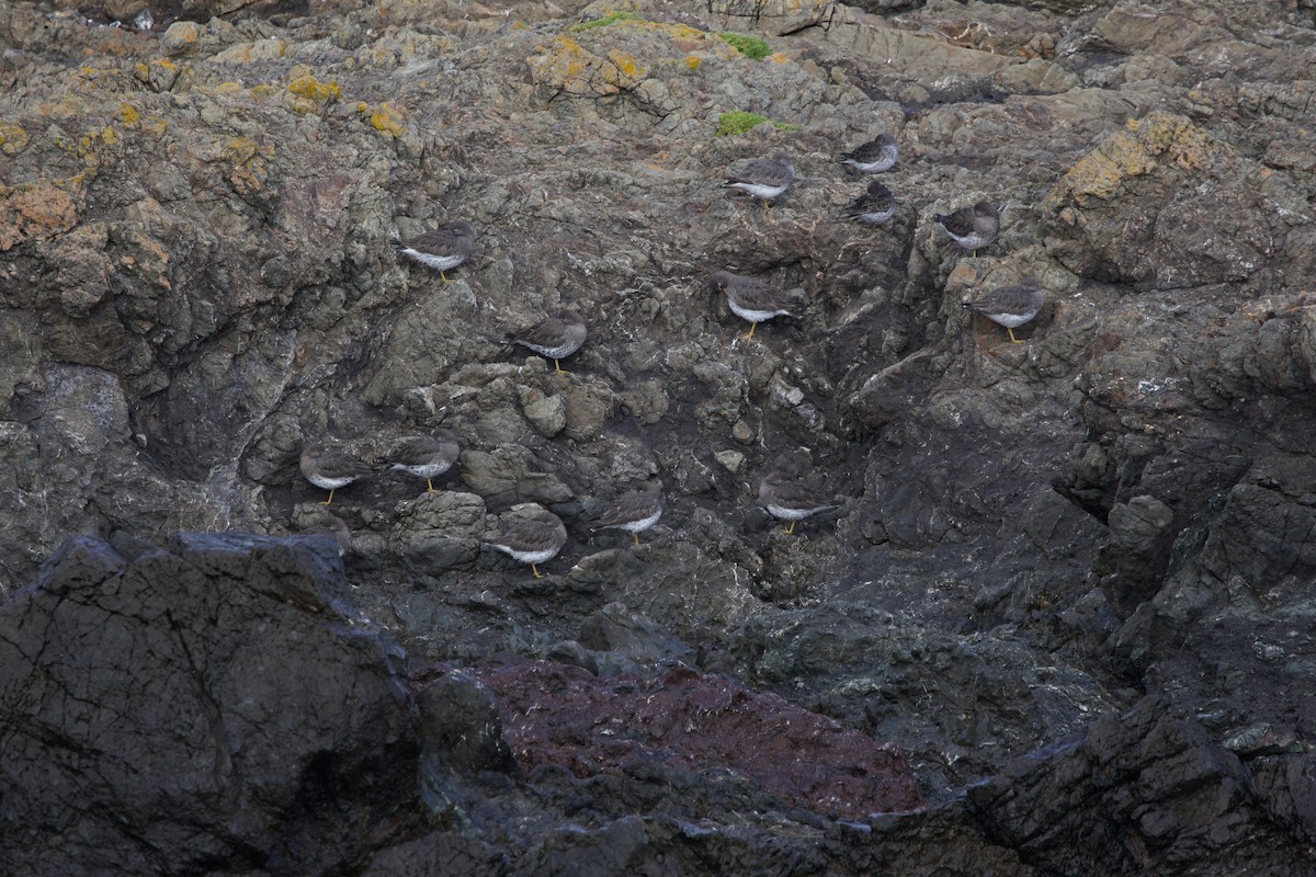 Bécasseau du ressac - ML647569351