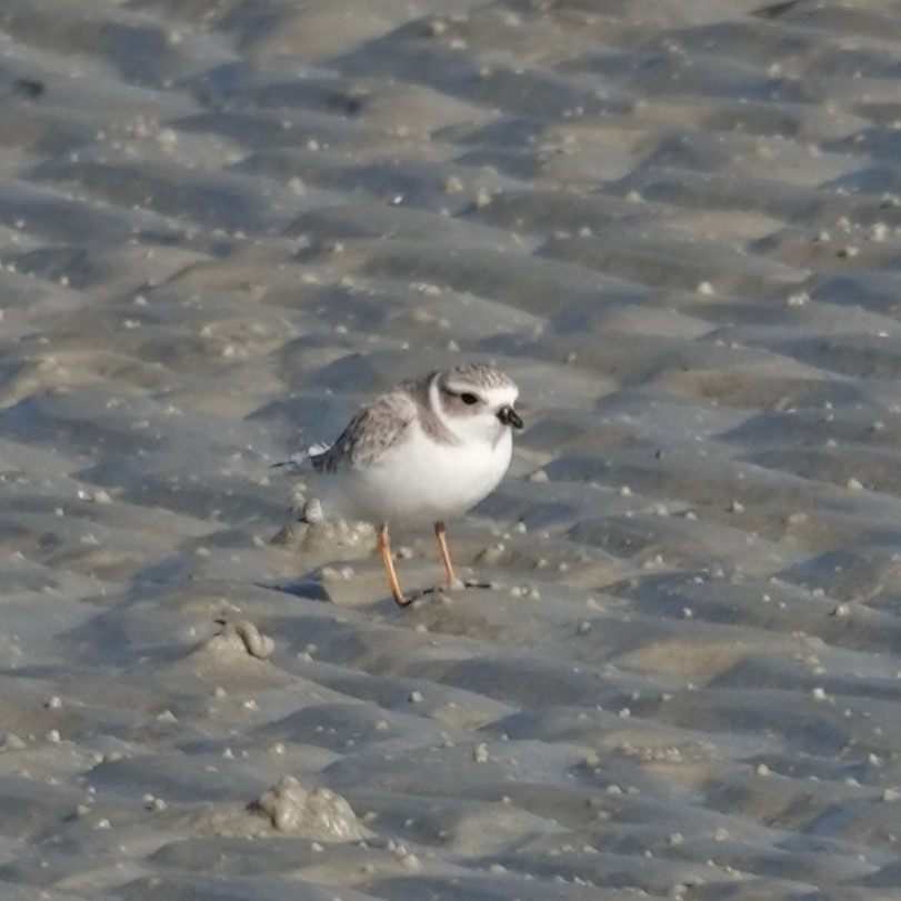 Piping Plover - ML647569353