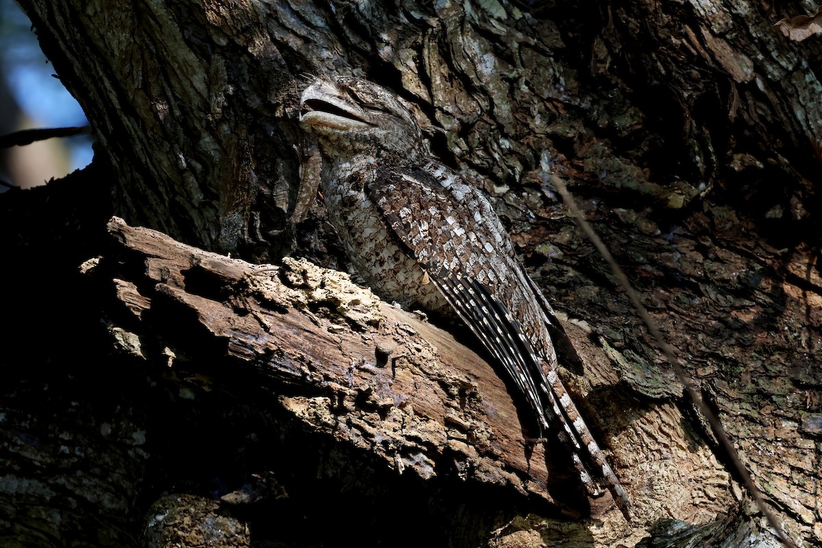 Papuan Frogmouth - ML647569354