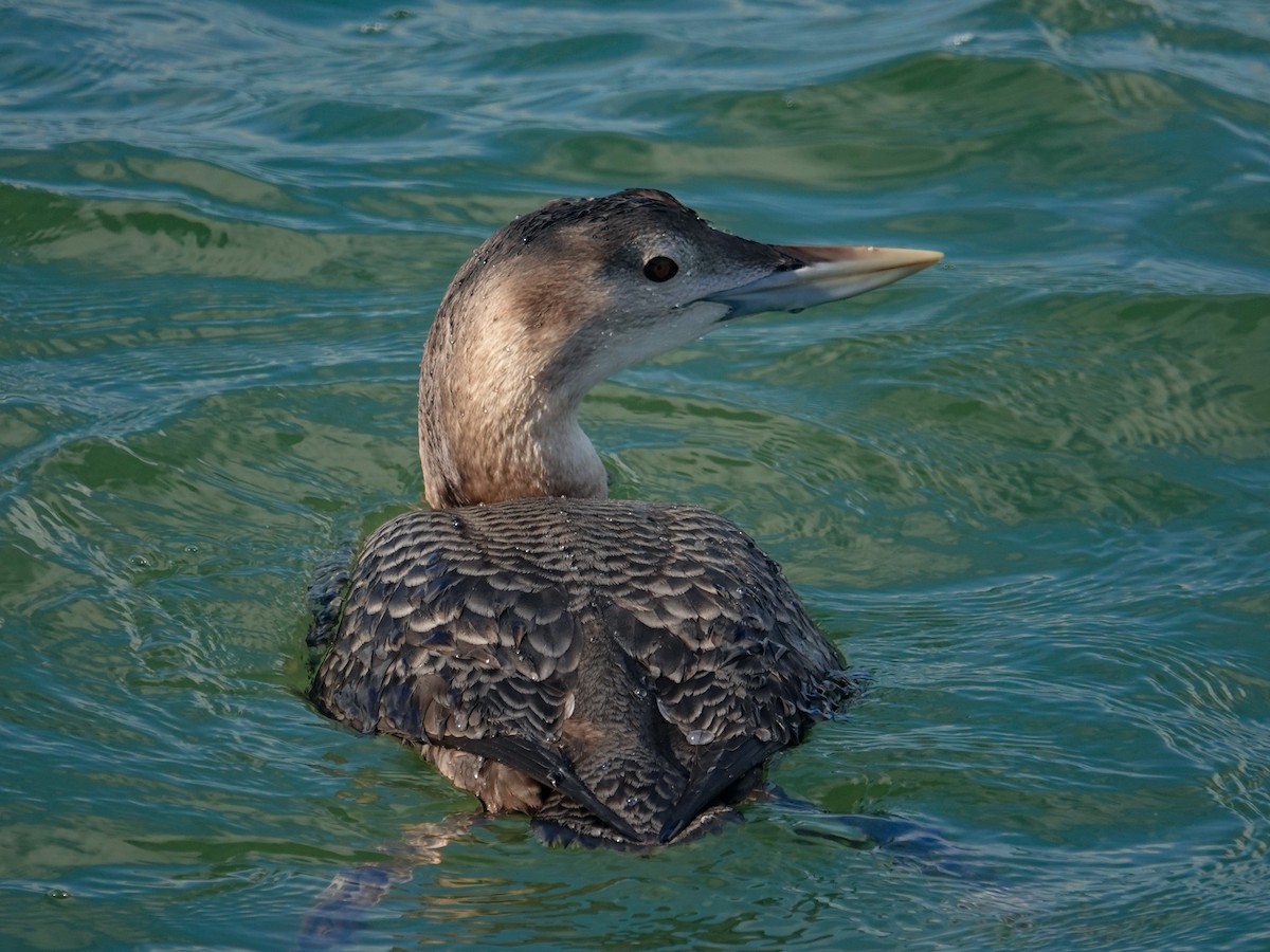 白嘴潛鳥 - ML647569355