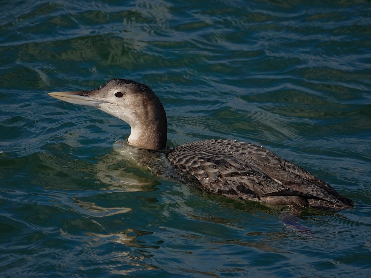 白嘴潛鳥 - ML647569356