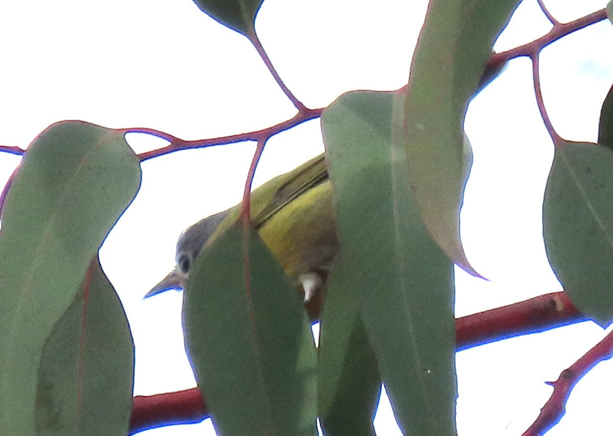 Nashville Warbler - ML647569364