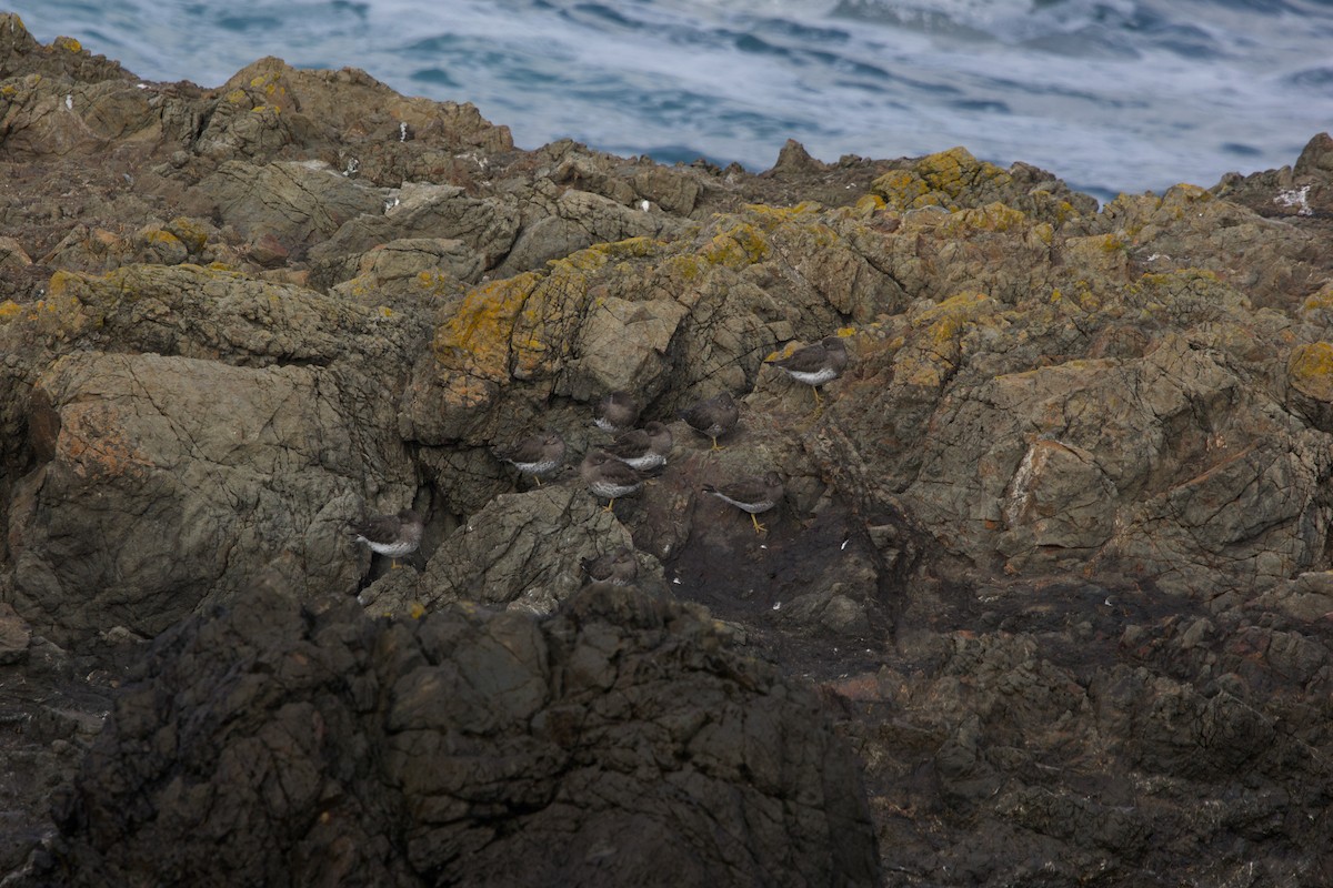 Bécasseau du ressac - ML647569366