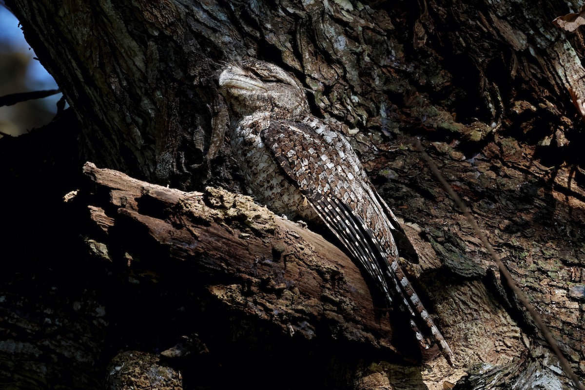 Papuan Frogmouth - ML647569373