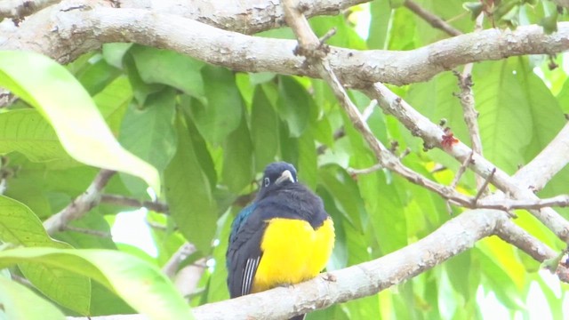Green-backed Trogon - ML647569375