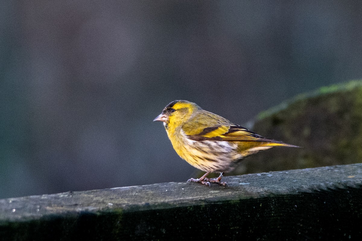 Eurasian Siskin - ML647569378