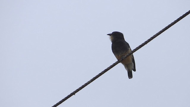 Swallow-winged Puffbird - ML647569385