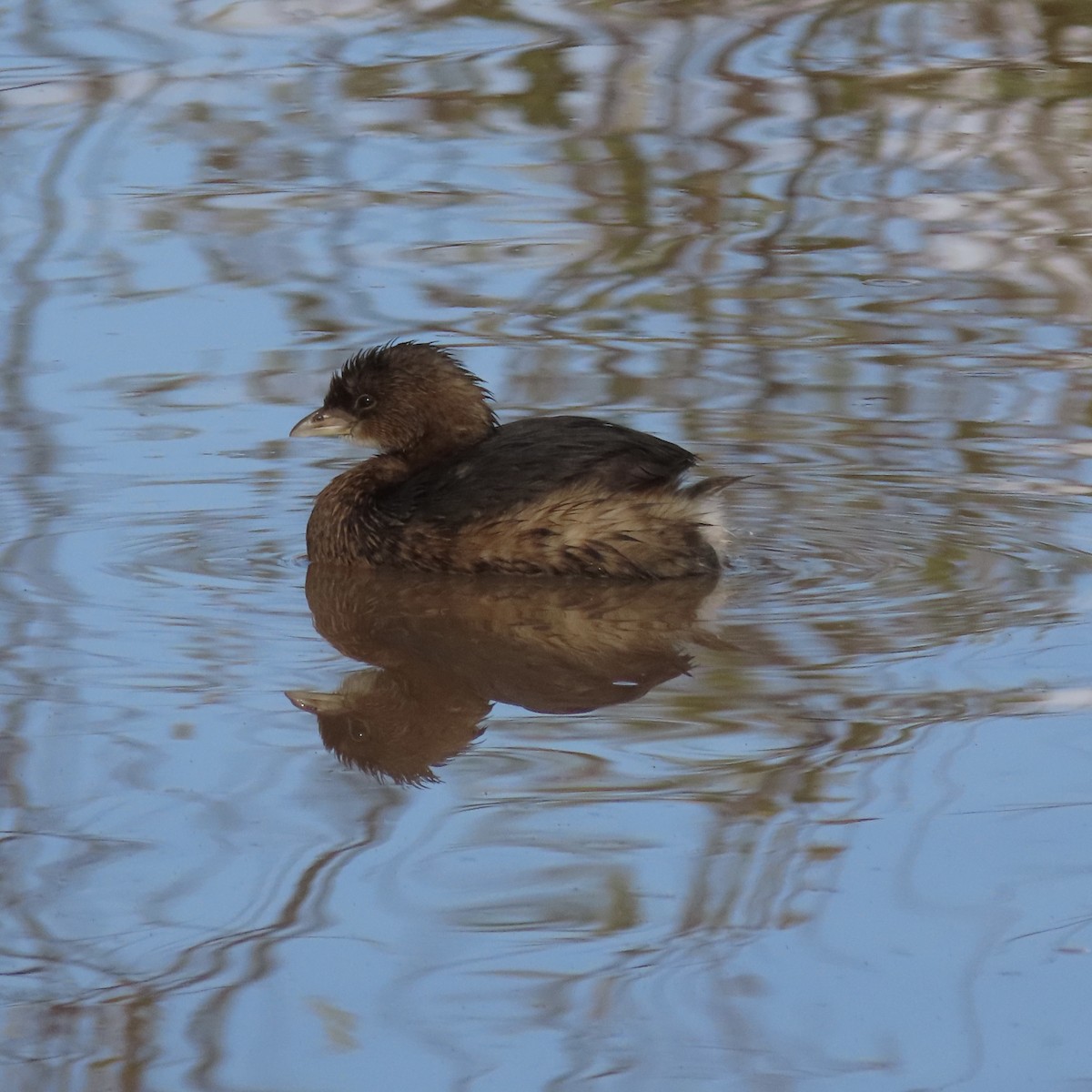 Pied-billed Grebe - ML647569390