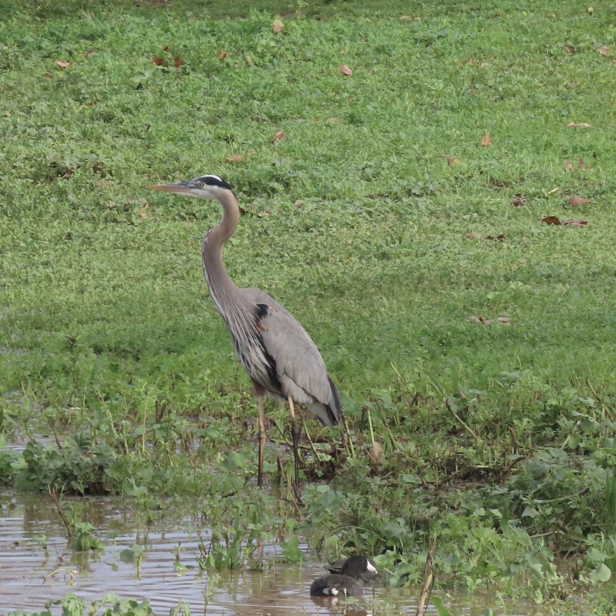 Great Blue Heron - ML647569404