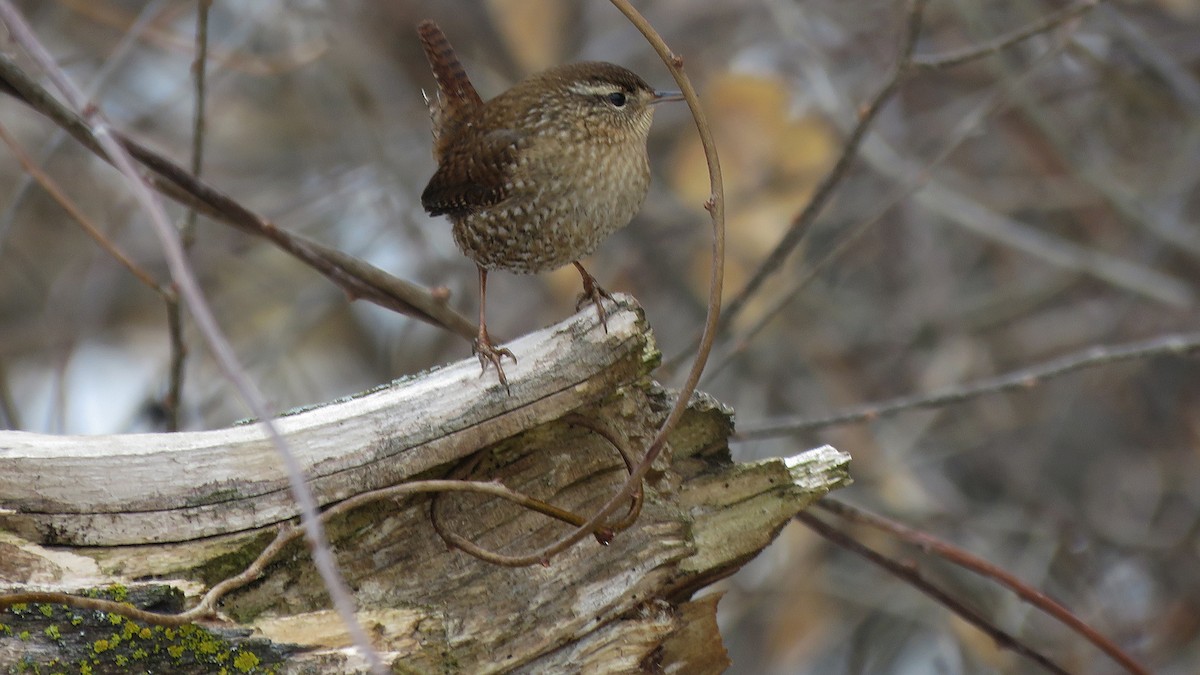 フユミソサザイ - ML647569406