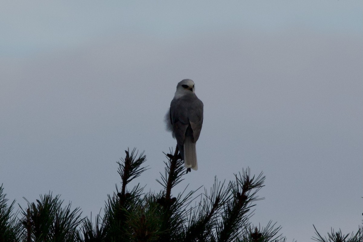 Élanion à queue blanche - ML647569407