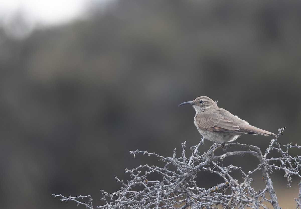 Scale-throated Earthcreeper - ML647569410