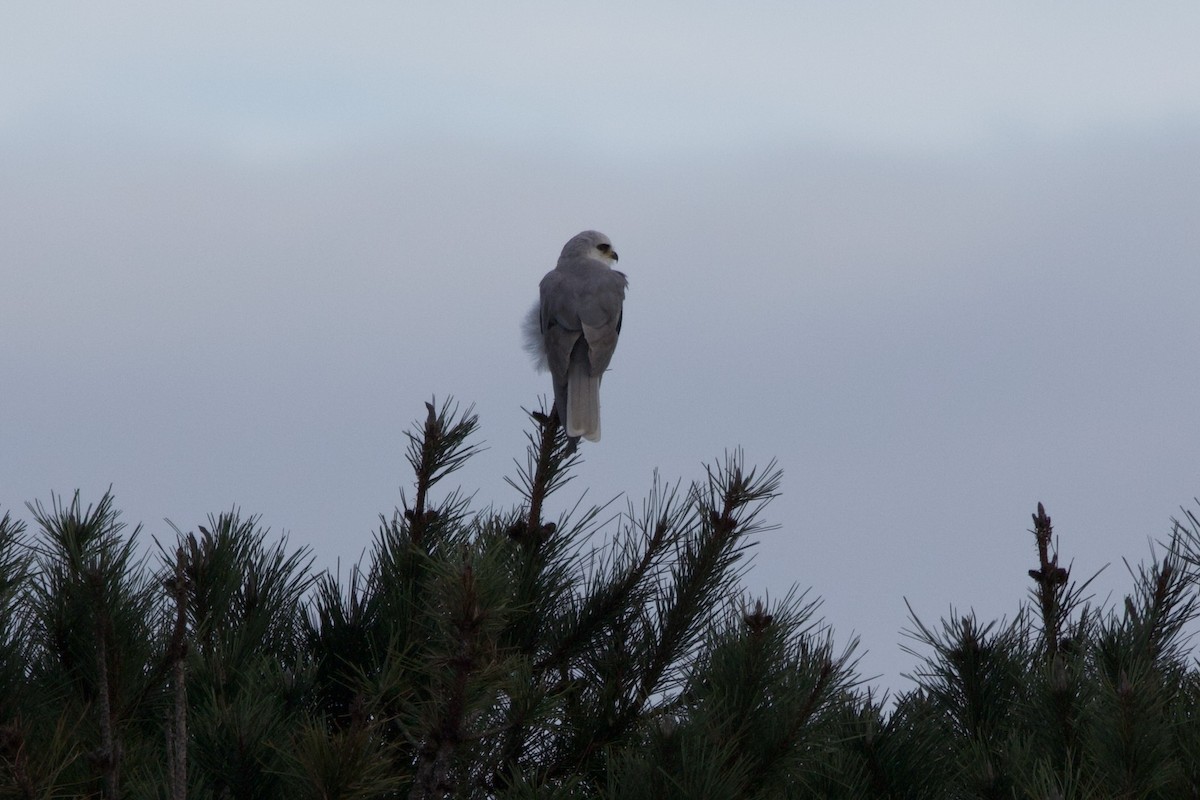 Élanion à queue blanche - ML647569411