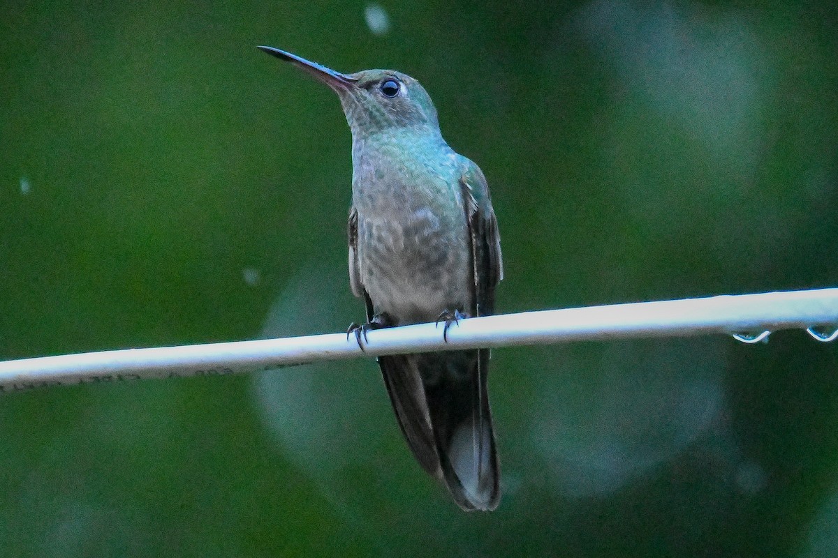 Scaly-breasted Hummingbird - ML647569413