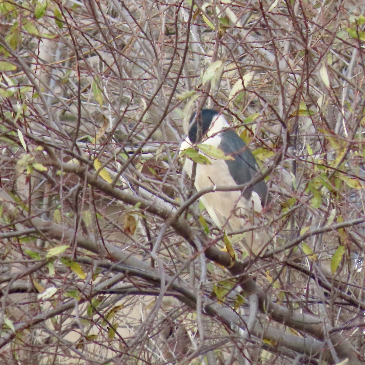 Black-crowned Night Heron - ML647569414