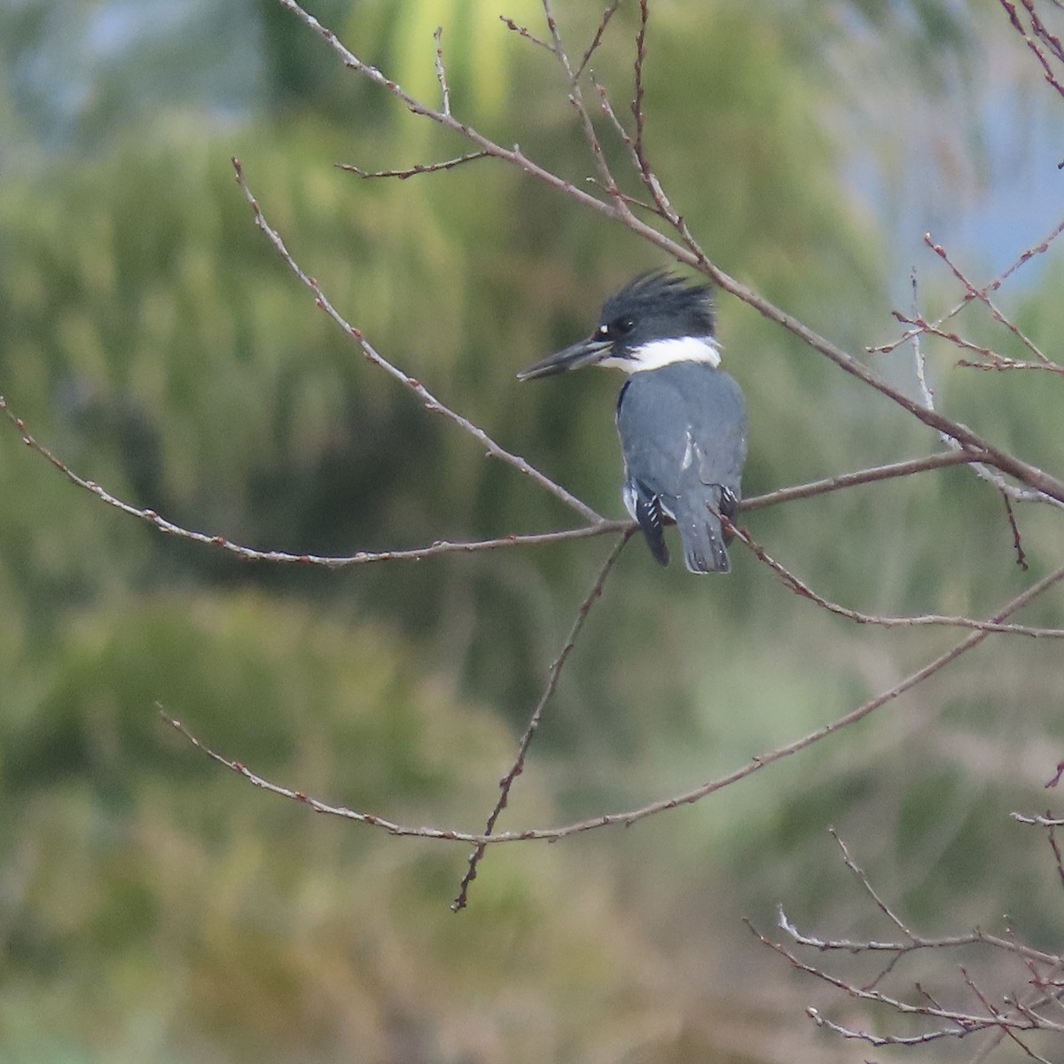 Belted Kingfisher - ML647569419