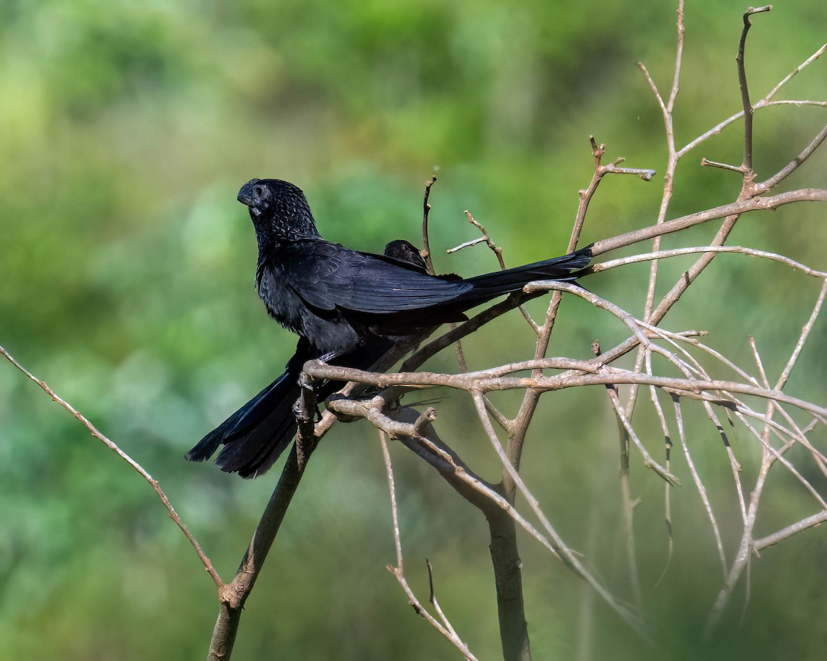 Smooth-billed Ani - ML647569430