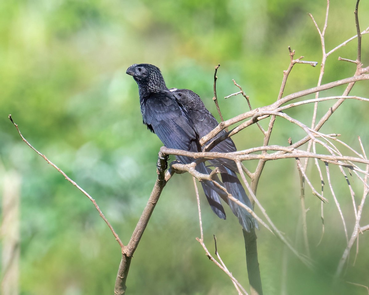 Smooth-billed Ani - ML647569431