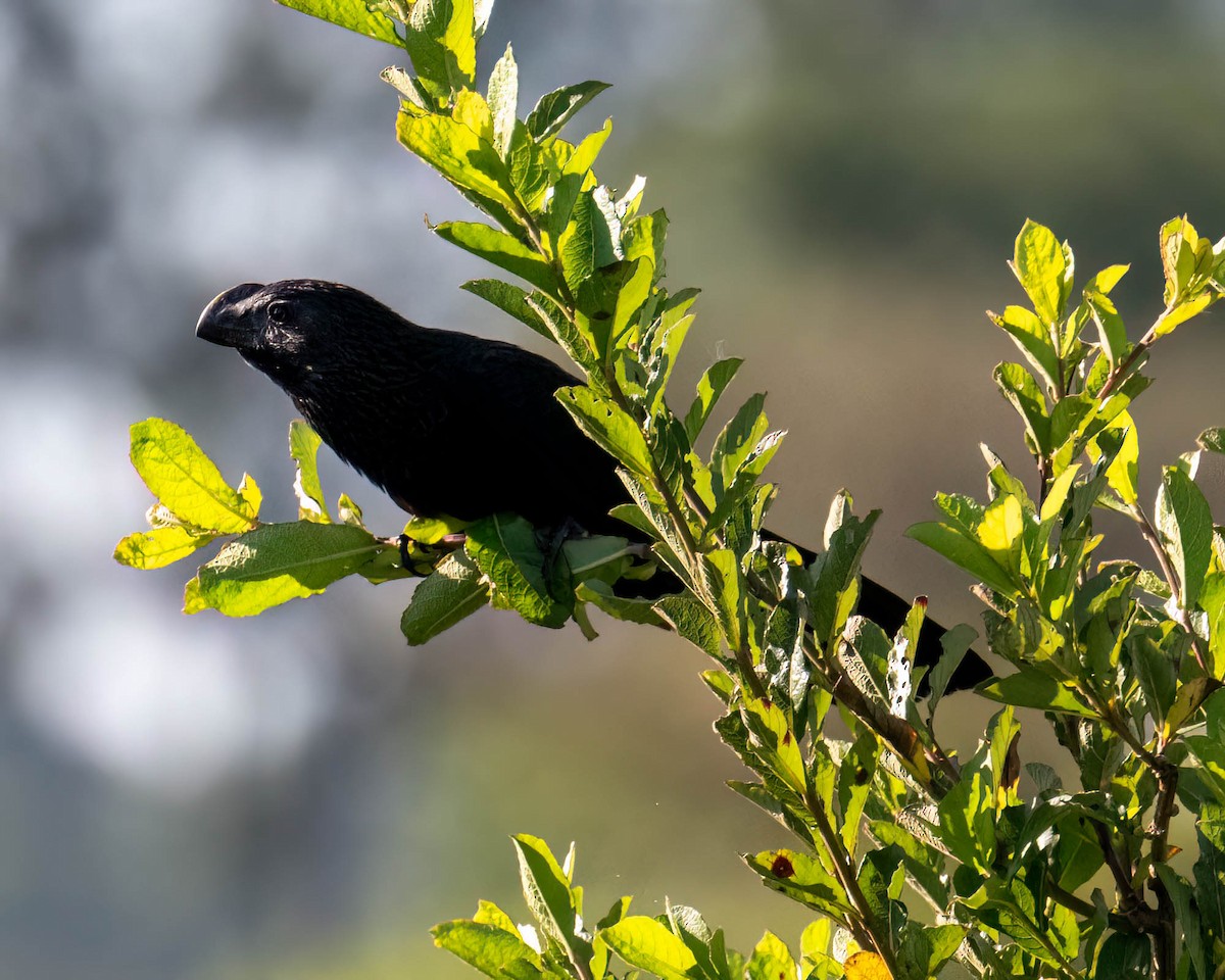 Smooth-billed Ani - ML647569432
