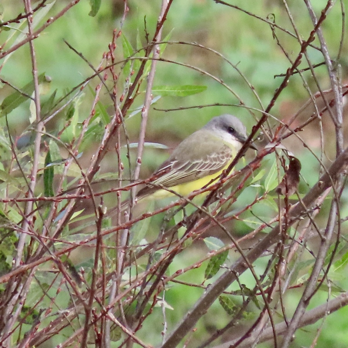 Tyran mélancolique - ML647569433