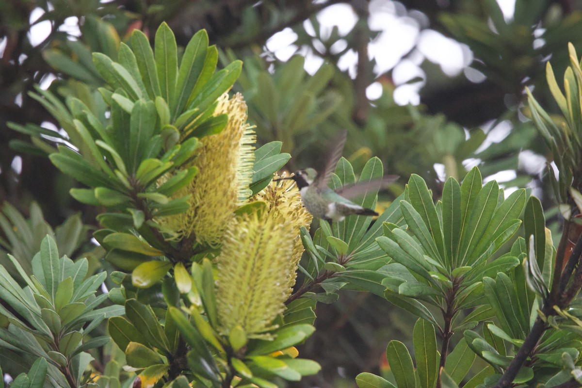 Colibri d'Anna - ML647569436