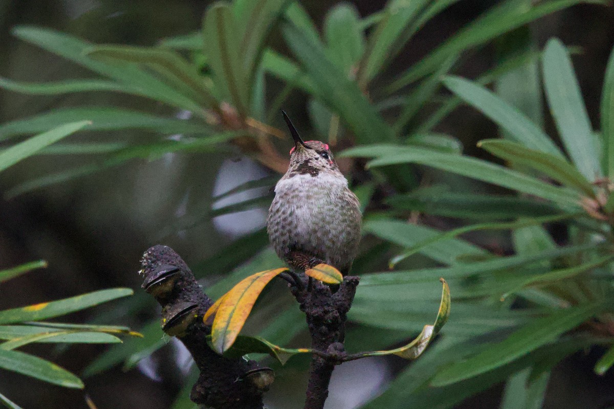 Colibri d'Anna - ML647569441