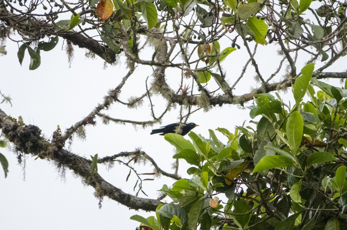 Дроздик світлоокий - ML647569453